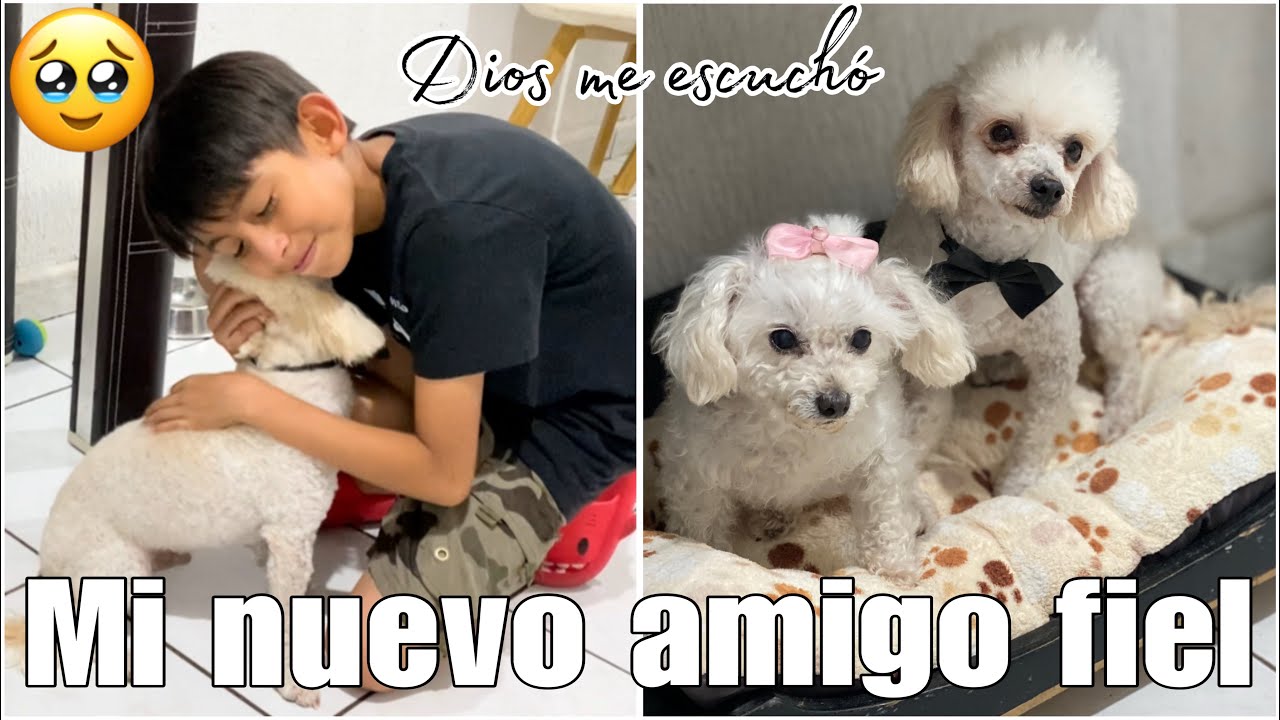 NOS REGALARON UN PERRITO🐩SE LOS PRESENTO😍MI HIJO ESTÁ MUY FELIZ☺️ ❗️estoy de regreso en YouTube❗️