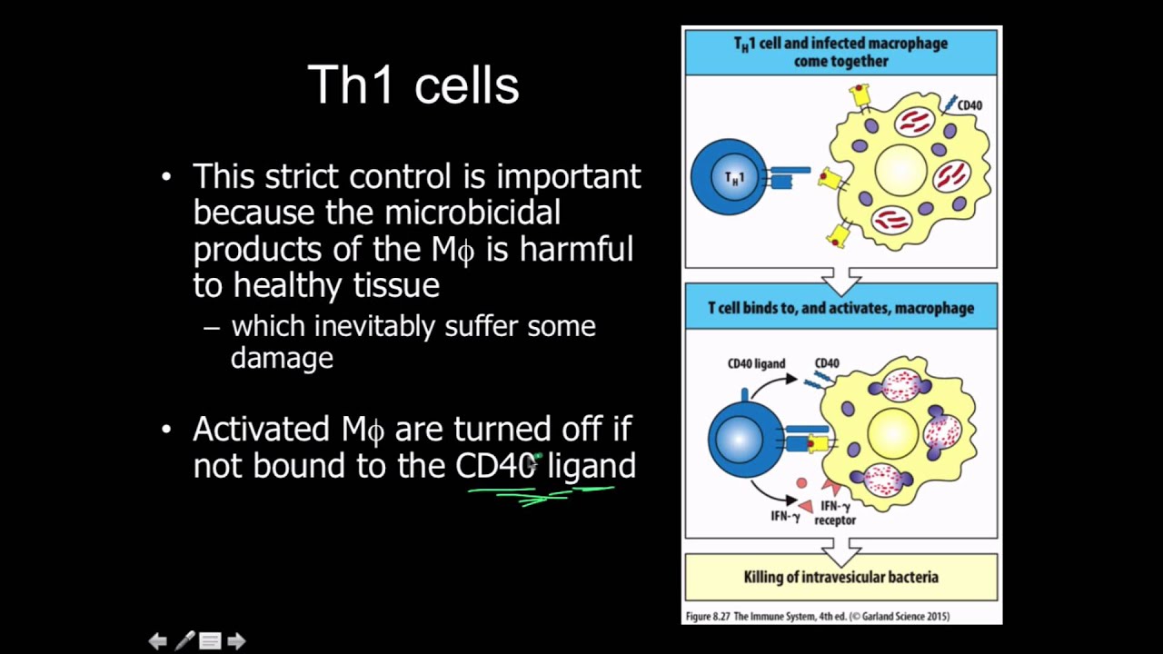 CD4+ Classes: Th1, Th2, Treg, Tfh, Th17