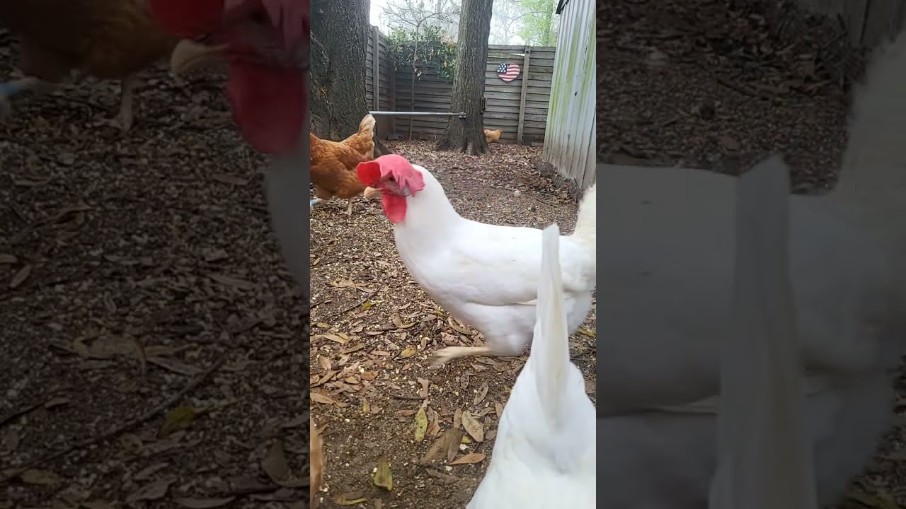 Welcome to Mama's Place live stream 🙏#chicken #lifeisbutadream