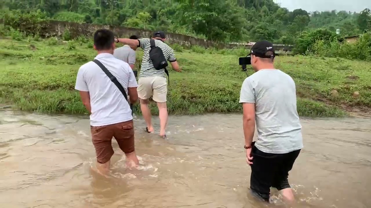 Cùng đoàn chú Báu đi xem vụ trâu vào ăn ngô của dân?
