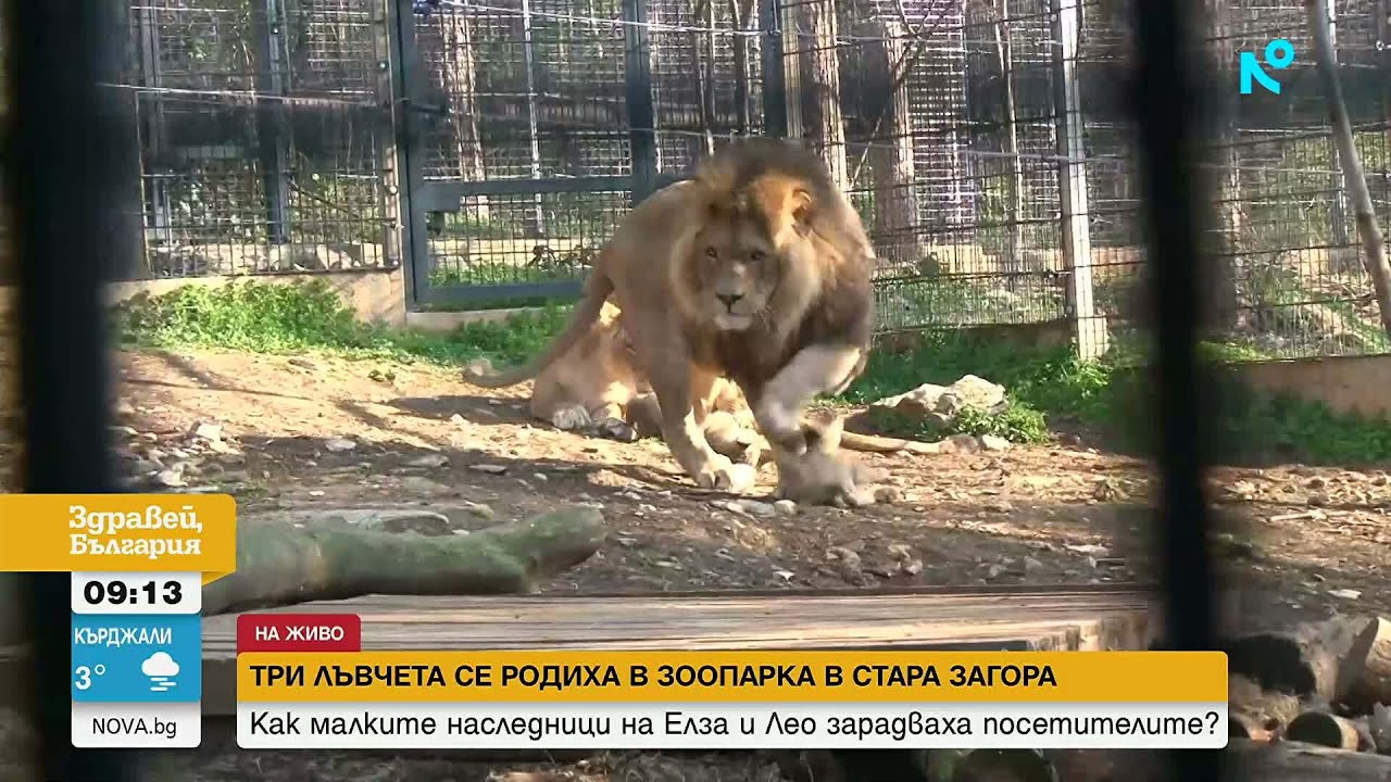 Показаха бебетата лъвчета в зоопарка в Стара Загора | 6 мар. 2026
