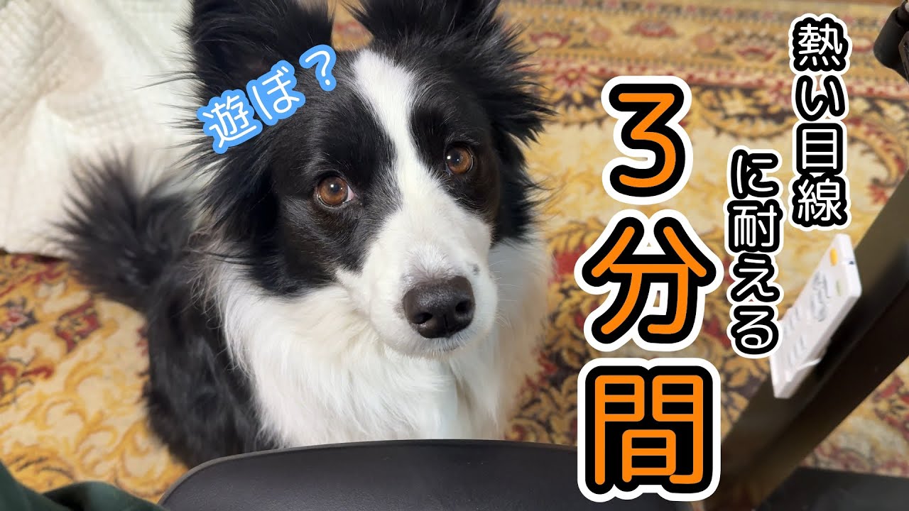 【３分間耐久】ボーダーコリーと見つめ合ってみよう！