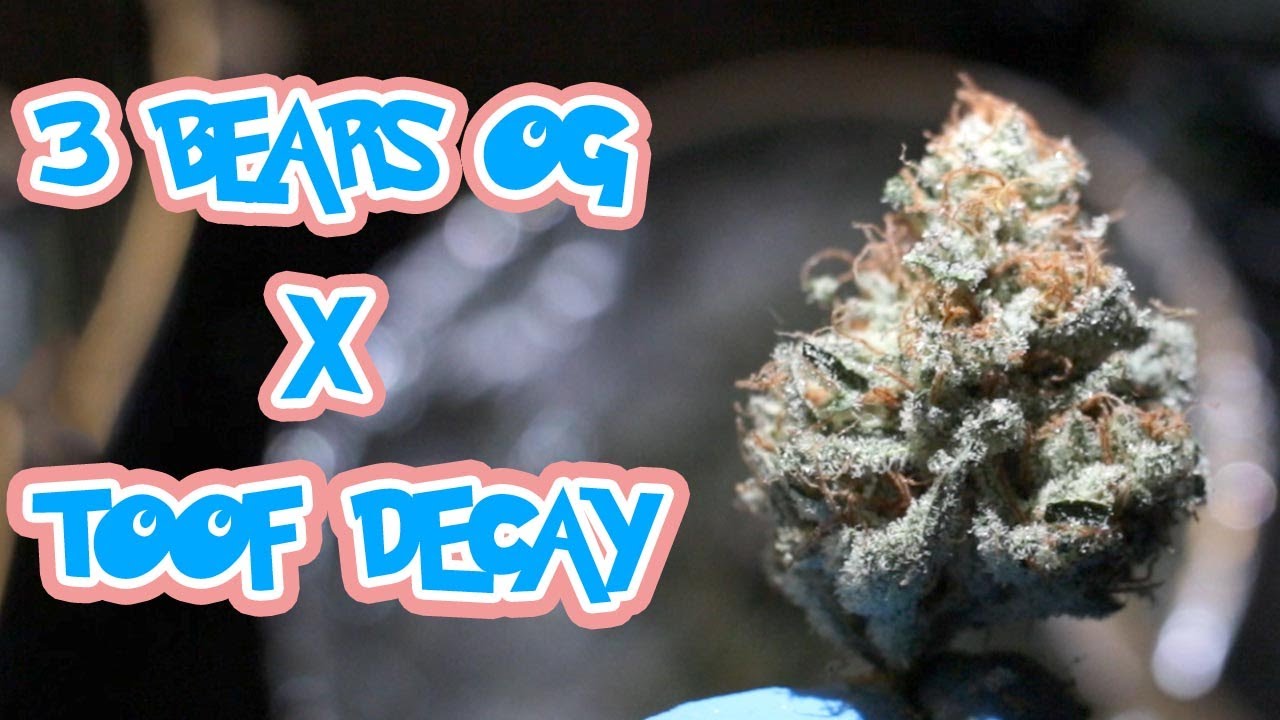 3 Bears OG X Toof Decay SMOKE/GROW REPORT 