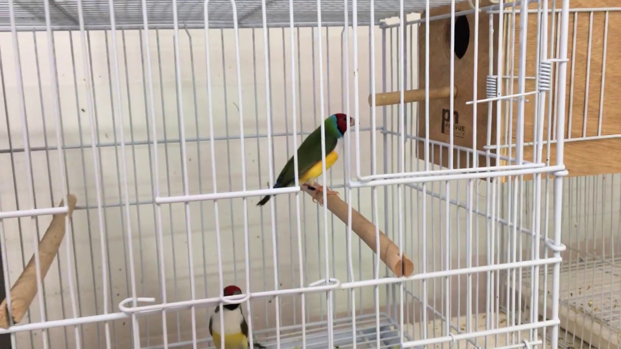 Журнал разведения амадин Гульда