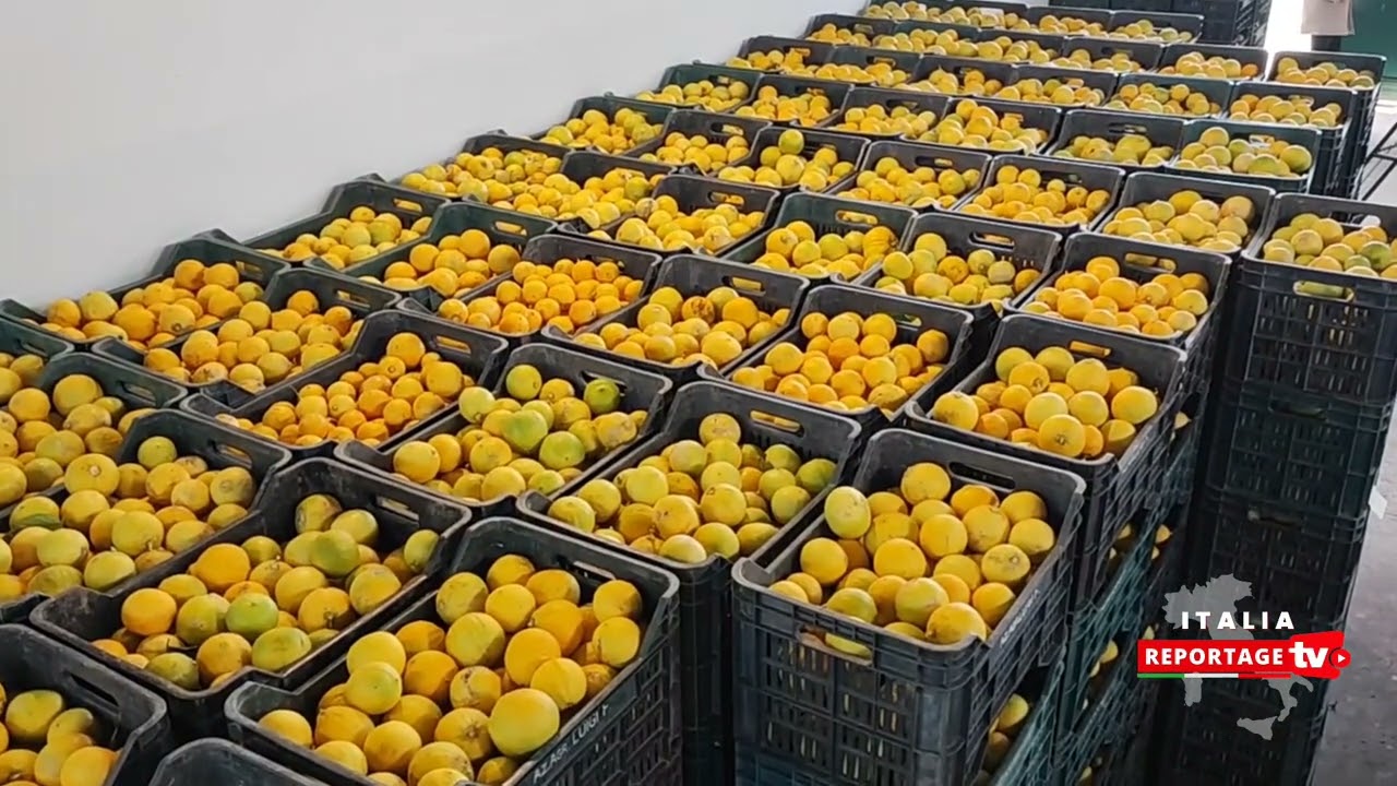 Il bergamotto di Reggio Calabria Dop secondo Salvatore Friscia di Friberga