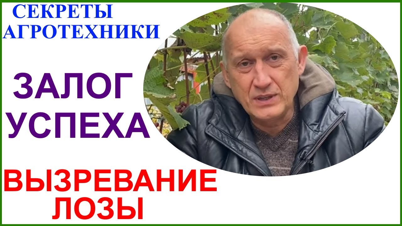 Вызревание лозы без проблем. Пять факторов успеха.