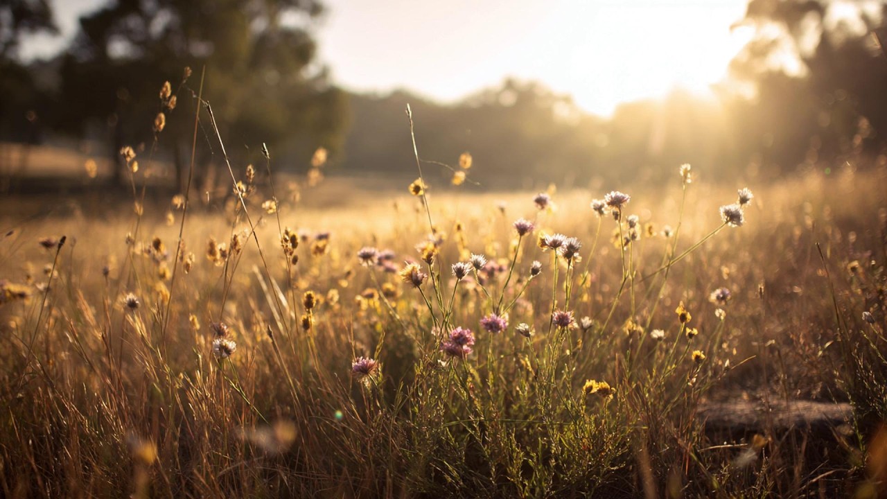 a playlist for a quiet morning ✨ (soft version)