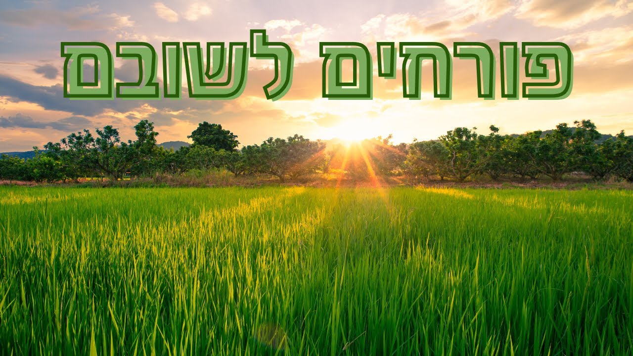אקורדים לגיטרה | ישי ריבו - פורחים לשובם (פינגרסטייל) | לימוד גיטרה | אורי ברנס מורה לגיטרה🎸