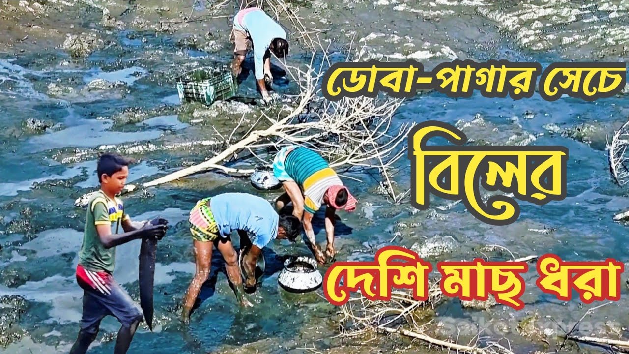 ডোবা সেচে বিলের দেশি মাছ ধরা