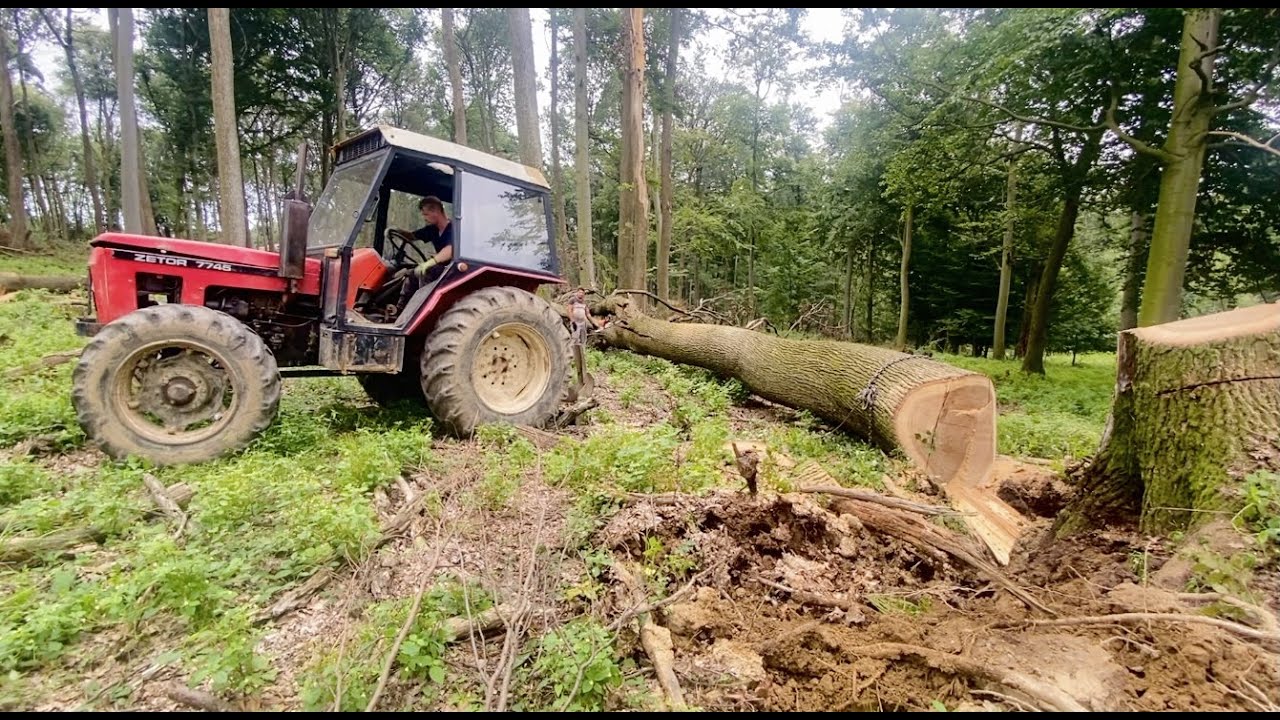 Ťažba najhrubšieho vývratu | Zetor 7745