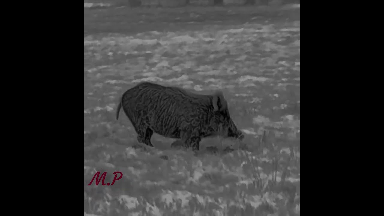 Bardzo Bliski podchód
