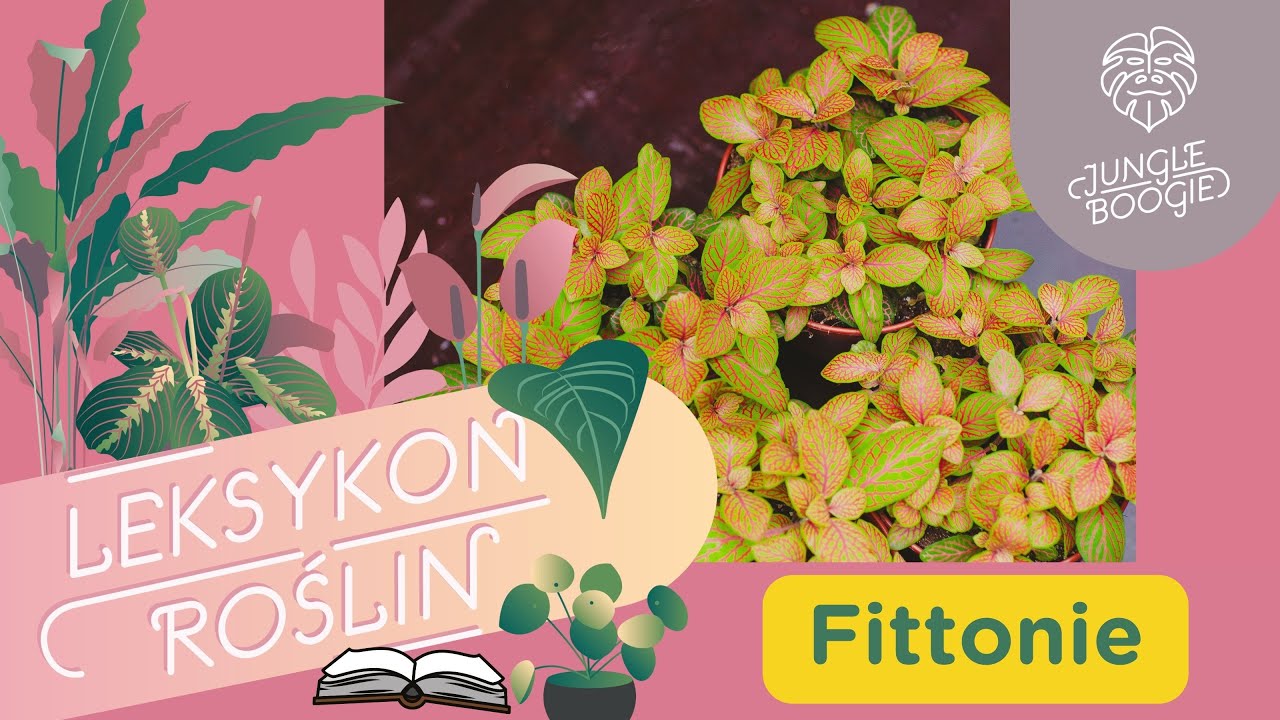 Dlaczego fitonia marnieje?Jak dbać o fitonie? Podlewanie, uprawa i rozmnażanie fitonii.