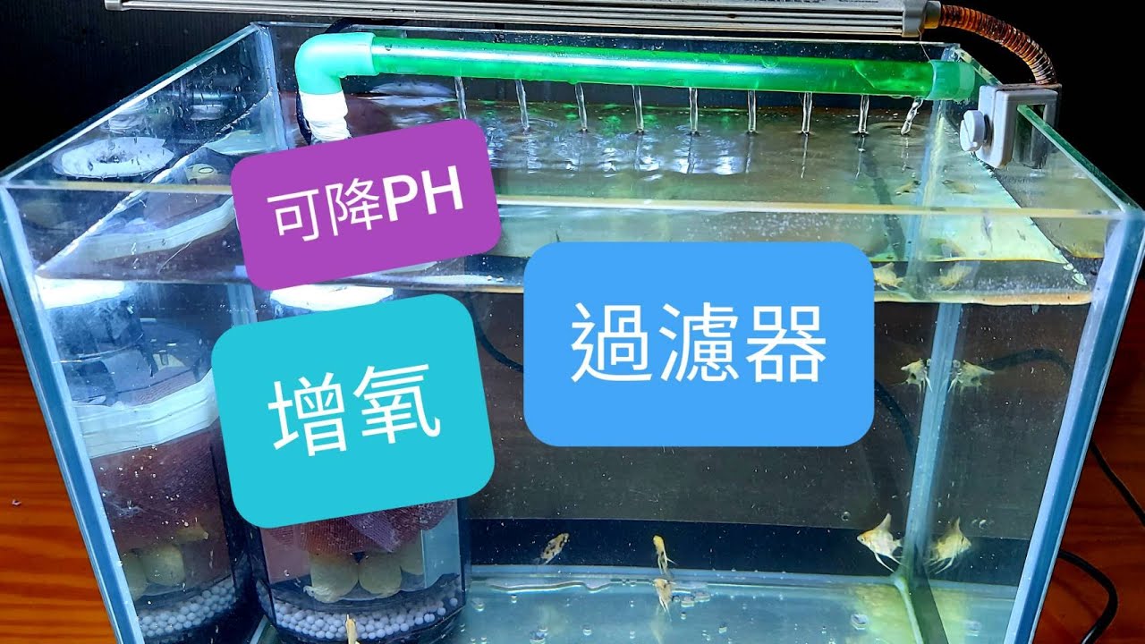 輕鬆養孔雀魚 水族 水妖精 把吸便器改造 能降PH過濾器