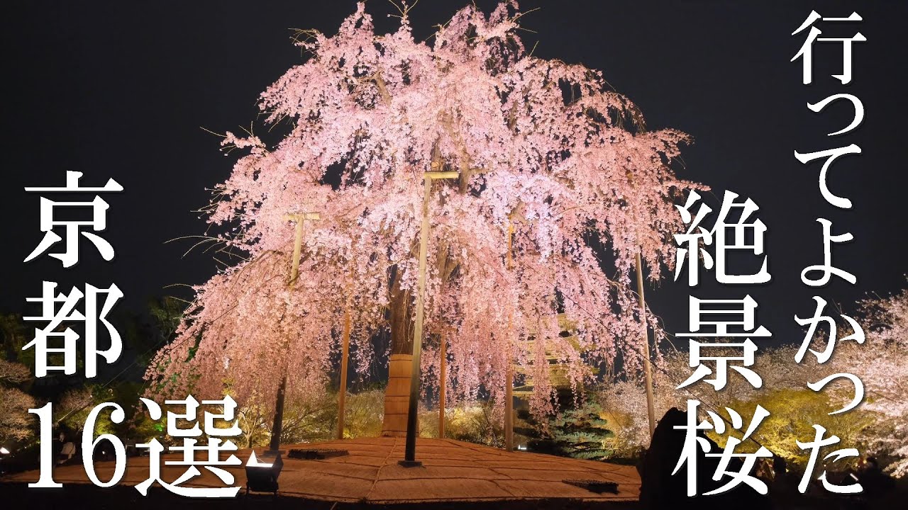 【京都桜の歩き方】おすすめ16選と絶景に出会える桜の攻略法解説付き /見頃 /混雑 / /穴場 /見どころ /旅行 /観光 / Thecherry blossoms spots of Kyoto