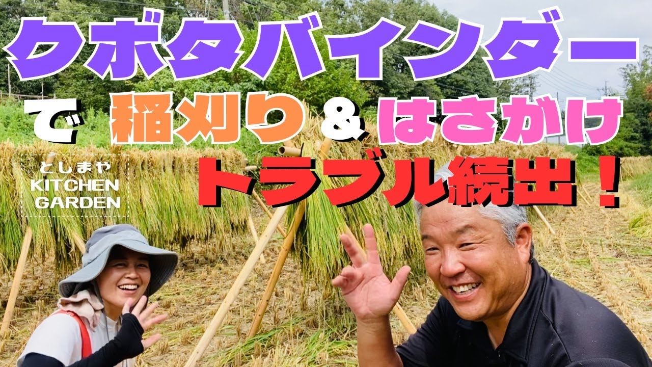 【クボタバインダー】バインダーを駆使して稲刈り＆はさがけをする！【一条刈】