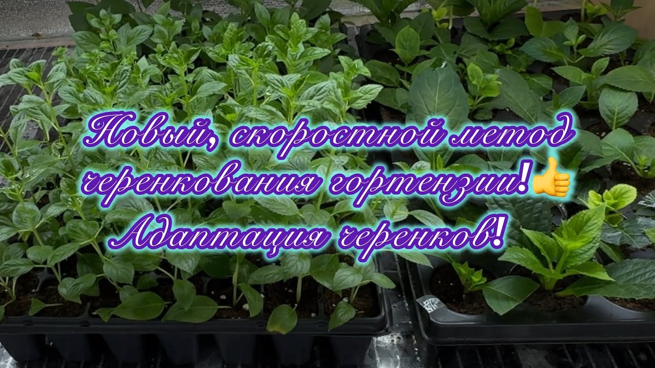 Новый, скоростной метод черенкования гортензии, адаптация укоренённых черенков!