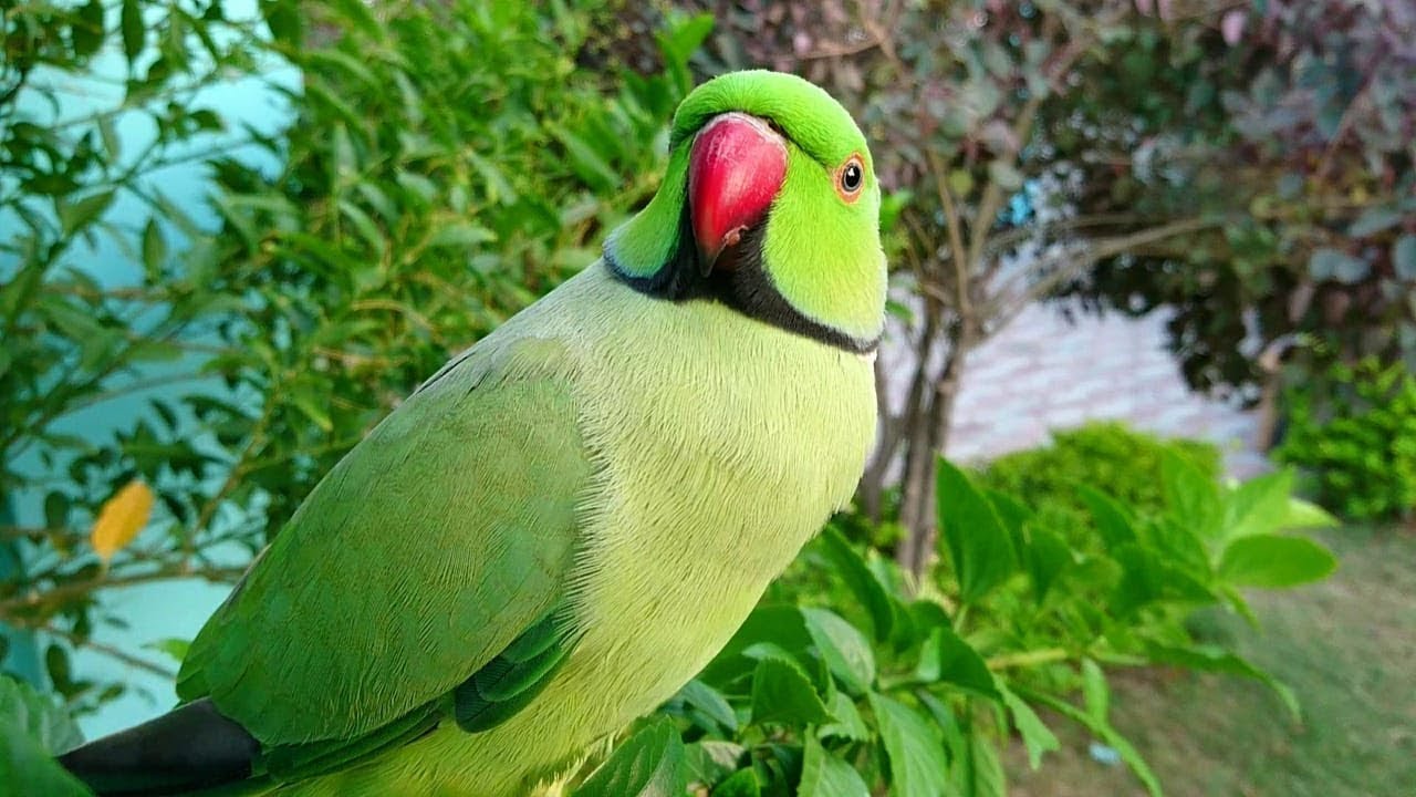Parrot Calling All The Birds