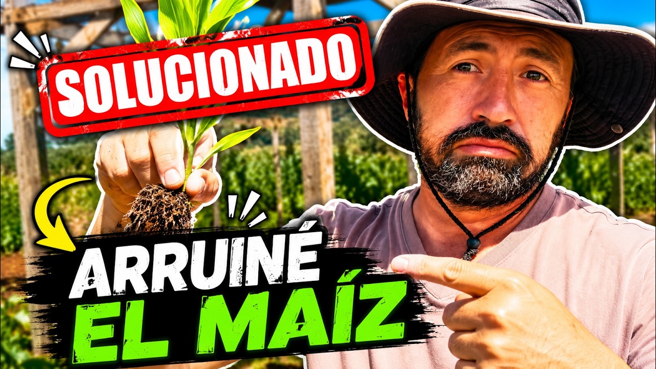 Un error que no debió pasar al sembrar maíz dulce