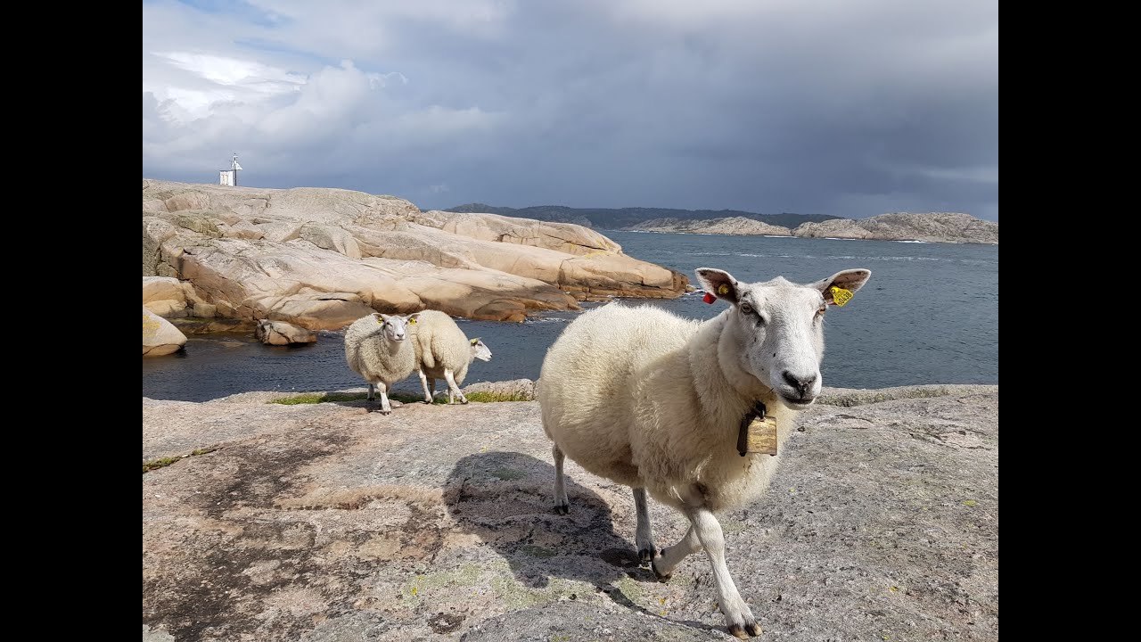 Lanseringen av Dyrehelserapporten 2023