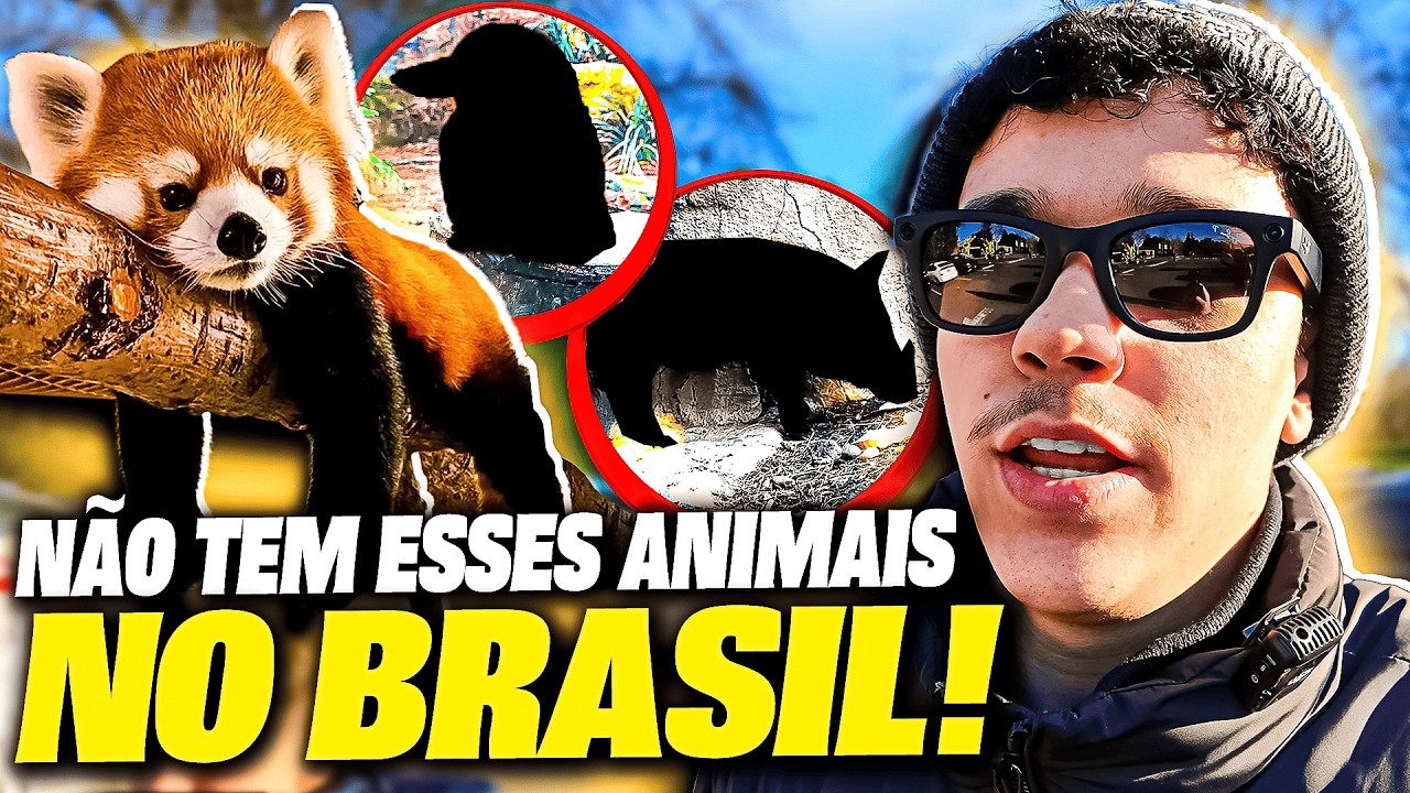 Fui ao zoológico nos EUA e encontrei um panda vermelho!