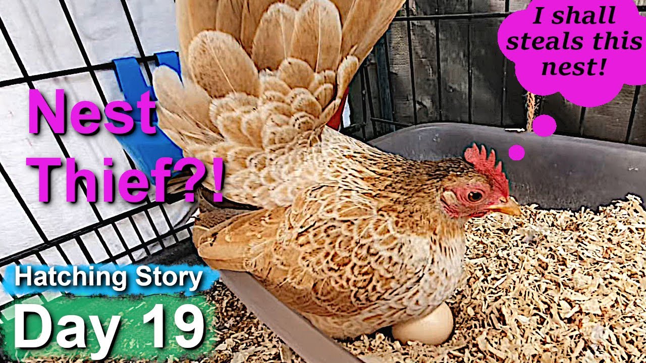 Pet Hen Hatching Tiny Chicks Day 19: Broody Hen Nest Swap Dramas