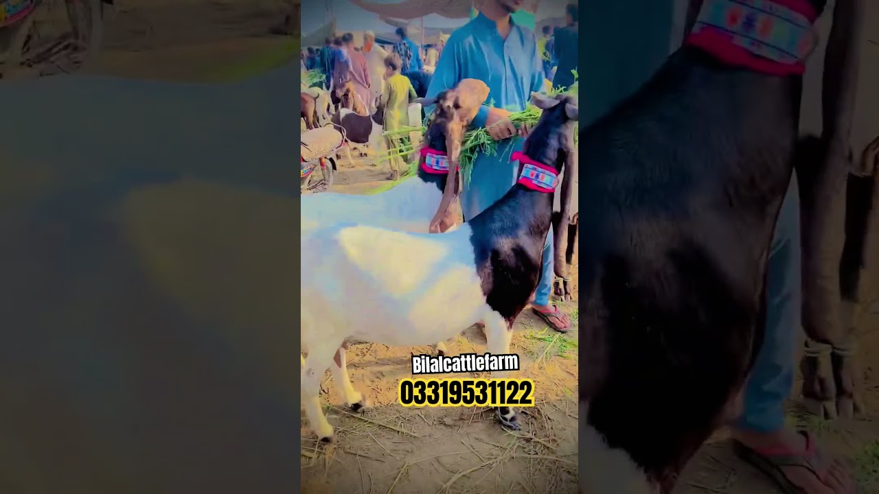 #bilalcattlefarm #animals #mandi #bestdeals #viralshort #subscribe
