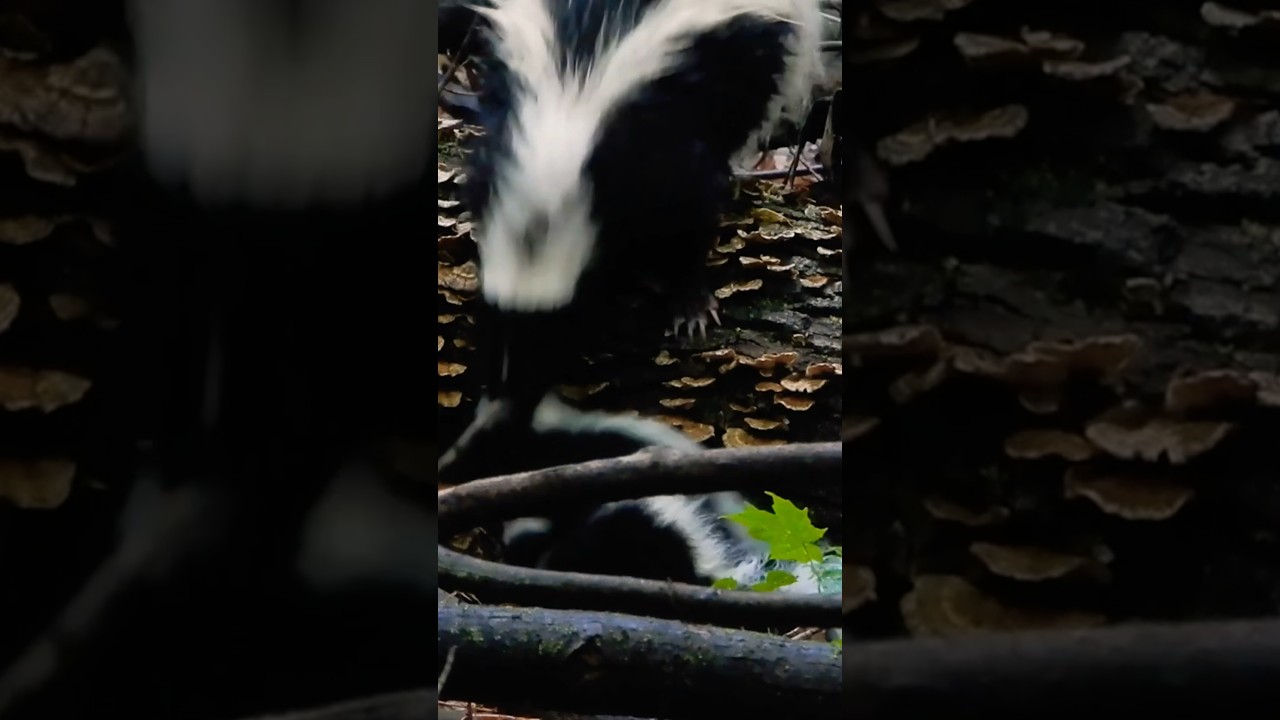 SKUNK GRABS BABY!