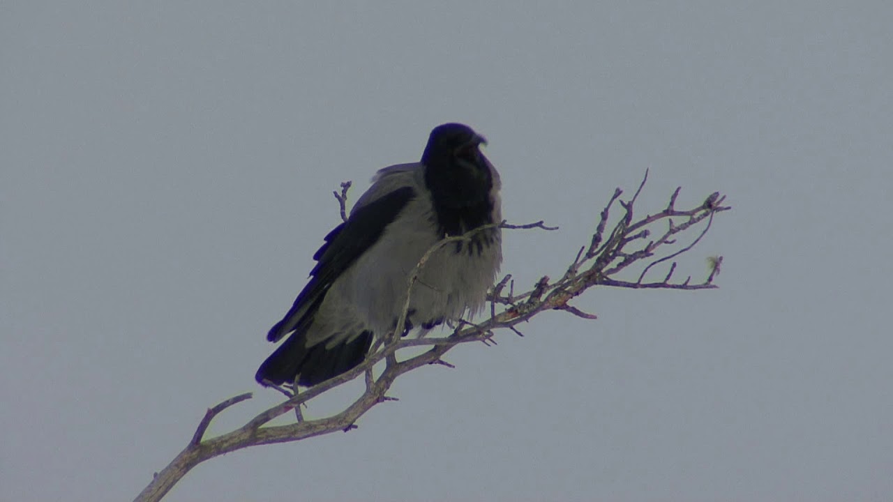 Gr&aring;kr&aring;ka  Hooded Crow  (Corvus cornix)  Klipp - 3072