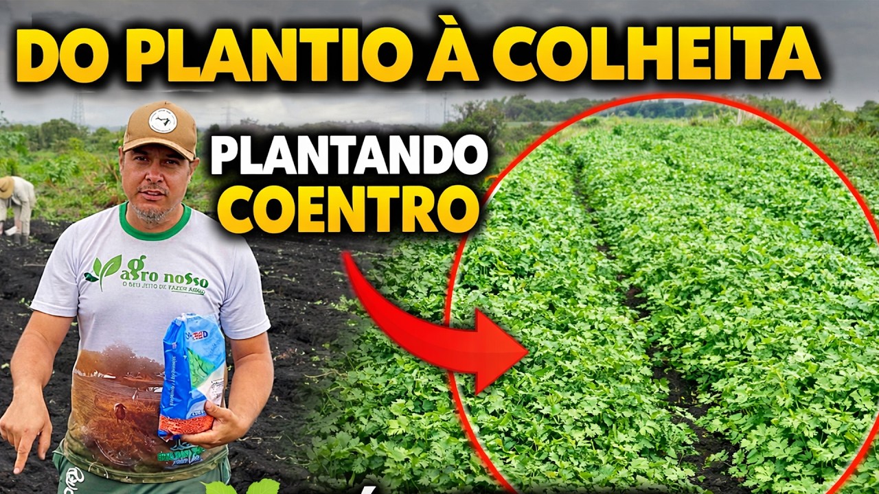 PLANTAÇÃO DE COENTRO ATÉ A COLHEITA