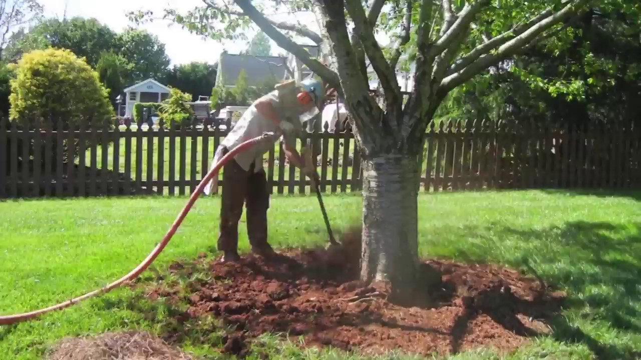 How to do Cherry Tree Aeration & Decompaction