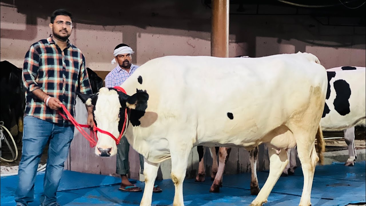 Top quality Breed with heavy Milk🔥🔥Chopra Dairy Farm,,Rahon (Punjab)