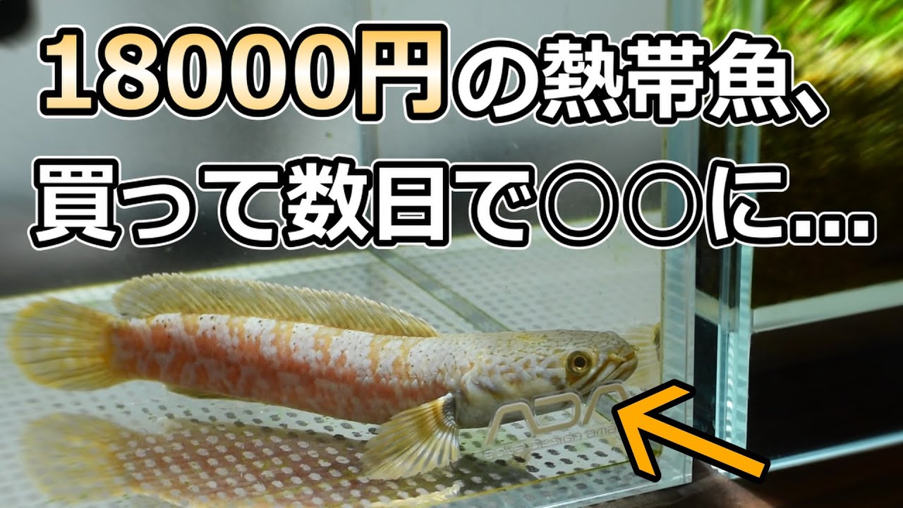 高級熱帯魚を買ったので専用水槽を立ち上げようと意気込むも、いきなり緊急事態発生...【アクアリウム】【スネークヘッド】