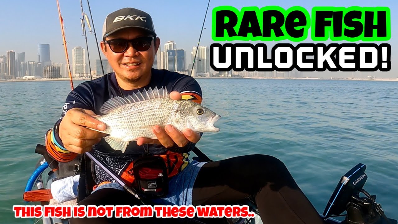 RARE FISH UNLOCKED - Sobaity Seabream (Sparidentex Hasta)