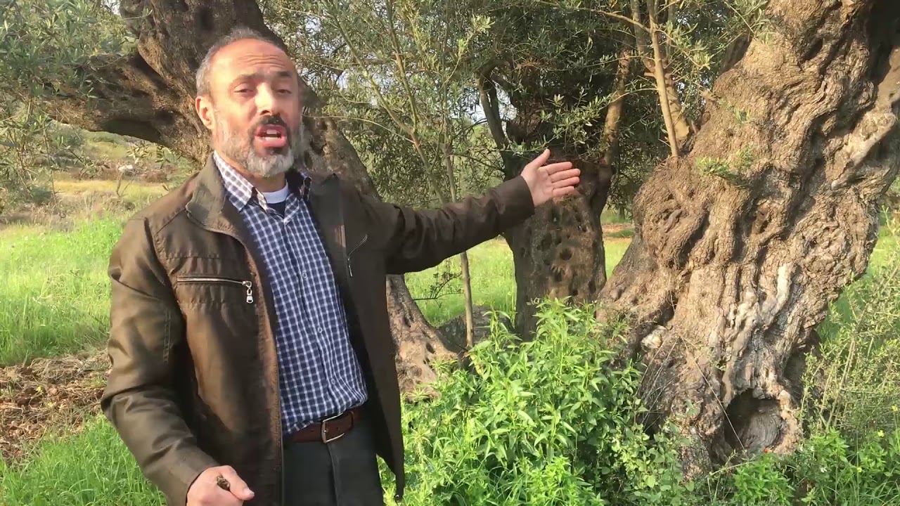 زيتونة ام العرايس