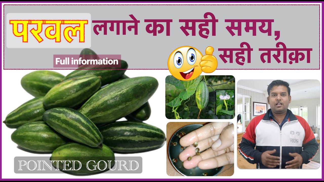 परवल लगाने का सही समय , सही तरीका । Complete Information || ( इसके बीज है आप के घर में)