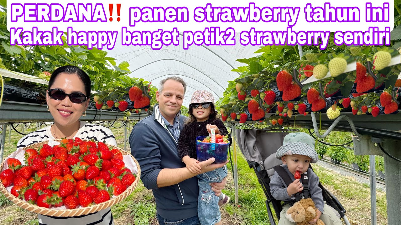 PERDANA‼️ PANEN STRAWBERRY TAHUN INI || KAKAK HAPPY PETIK ADEK NON STOP MAKAN 😂