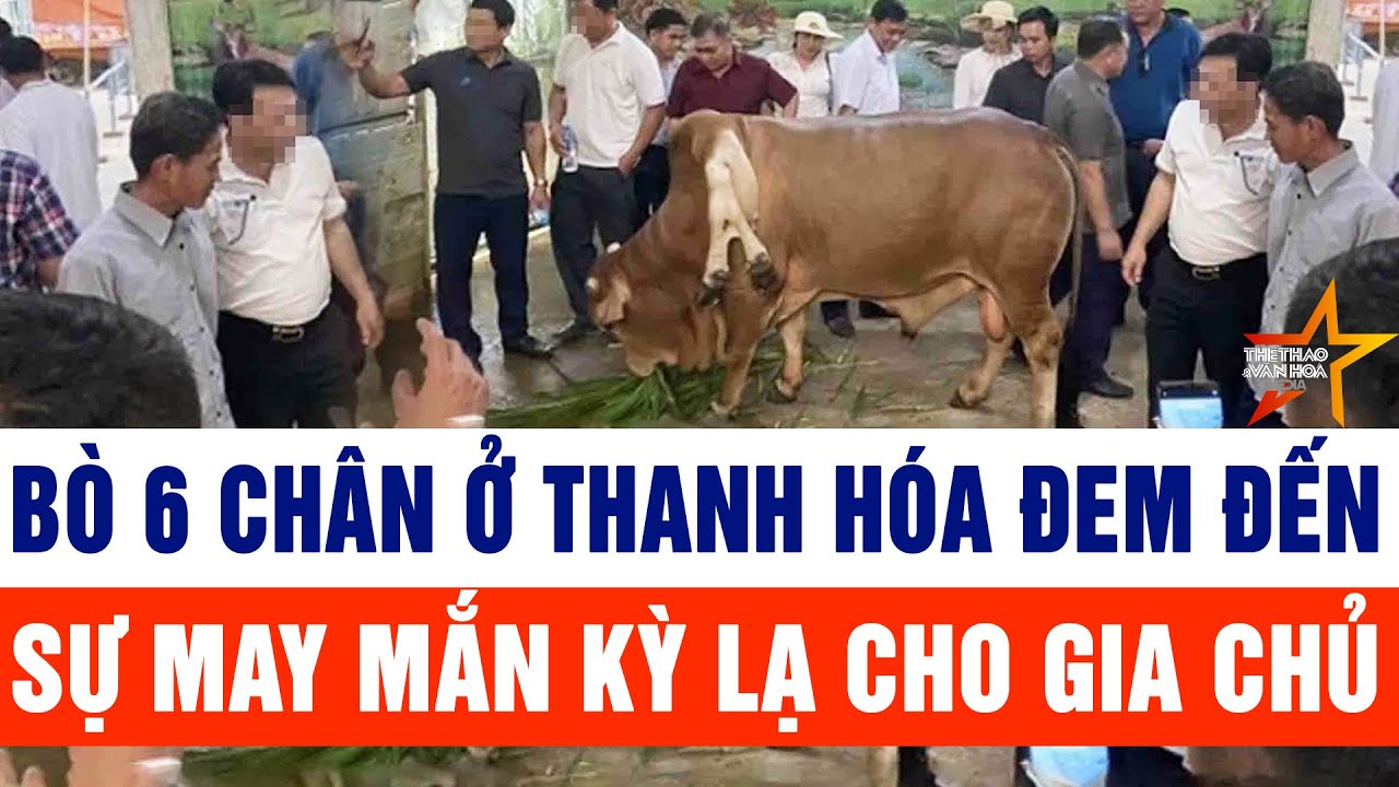 Thời sự cập nhật 18/2: Bò 6 chân ở Thanh Hóa đem đến sự may mắn kỳ lạ cho gia chủ