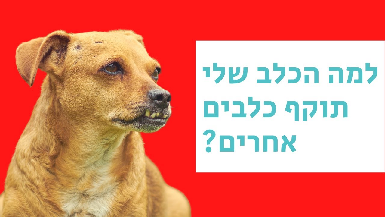כלב תוקף כלבים: למה כלבים רבים ואיך להתמודד עם כלב תוקפני | עם וטרינר פסיכיאטר ד