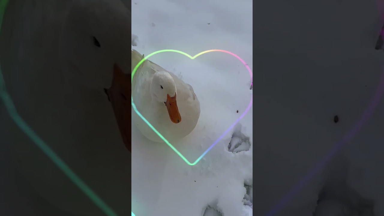 What&rsquo;s on the end of the Foot prints- Snow Duck Day on Buttercup&rsquo;s Animal House #capcut editing