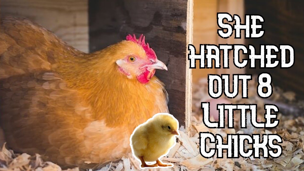 Our BROODY Hen HATCHED out CHICKS!!!