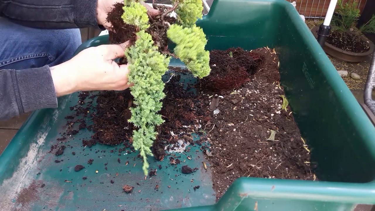 Zwergwacholder Bonsai for 20 €