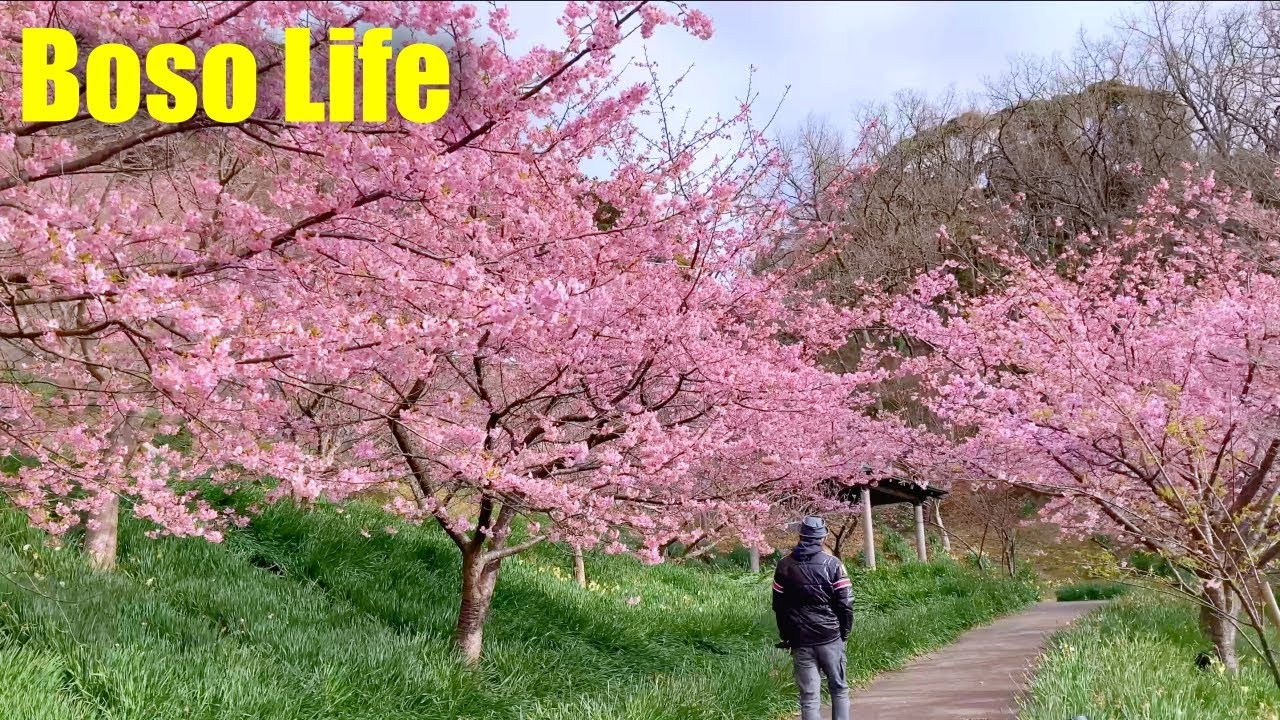 【南房総の春】頼朝桜（河津桜）が咲く佐久間ダムで、ひと足早いお花見🌸｜タルトをお土産でカフェタイム｜週末の贅沢時間