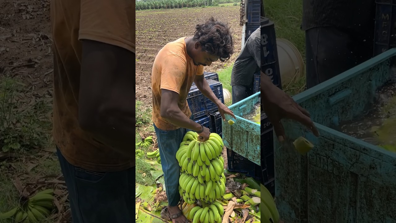 Banana 🍌harvesting cutting and packing super banana export #viral #bananafruit#agriculture #fruit ￼