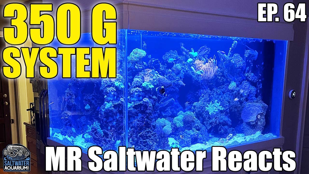 350 Gallon Quasi-Peninsula Aquarium System - Brian from Tank It Easy - Mr Saltwater Tank Reacts