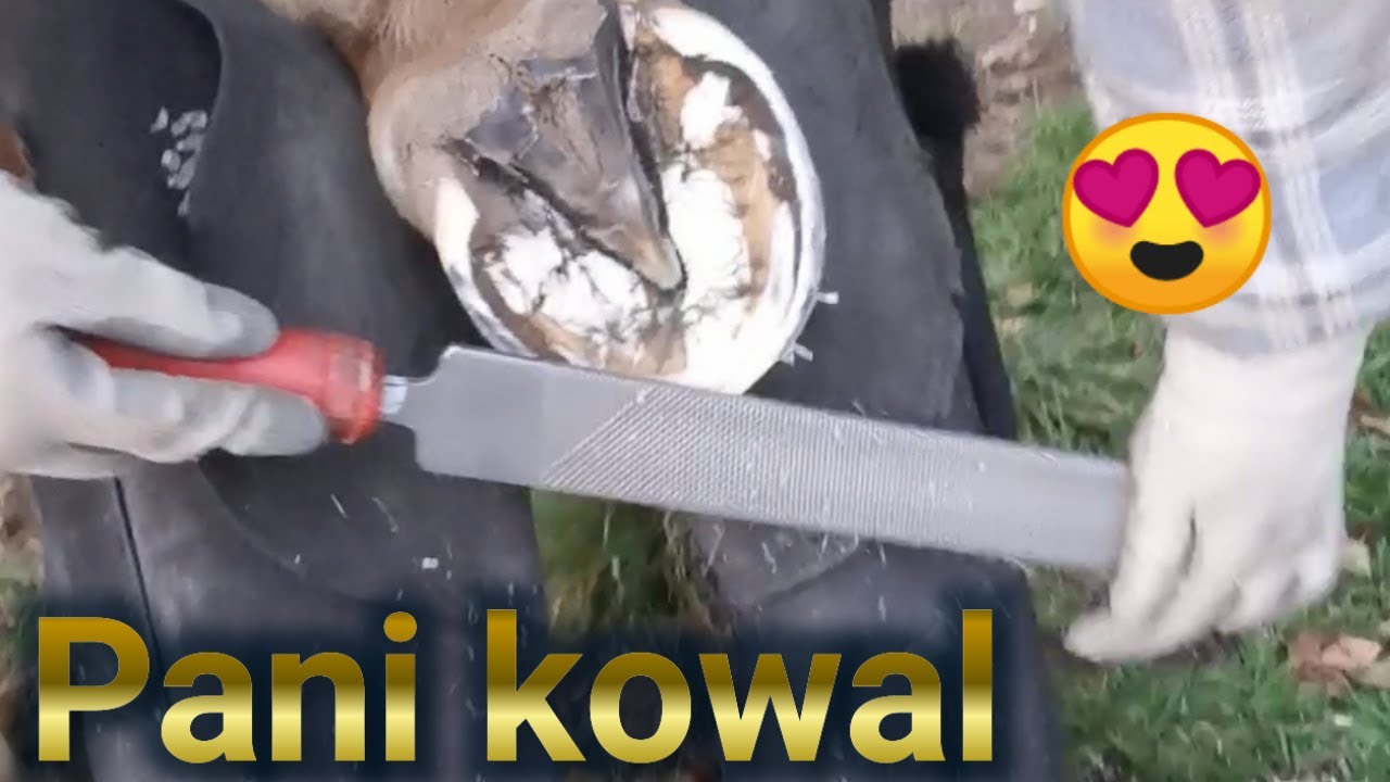 werkowanie kopyt 🐎