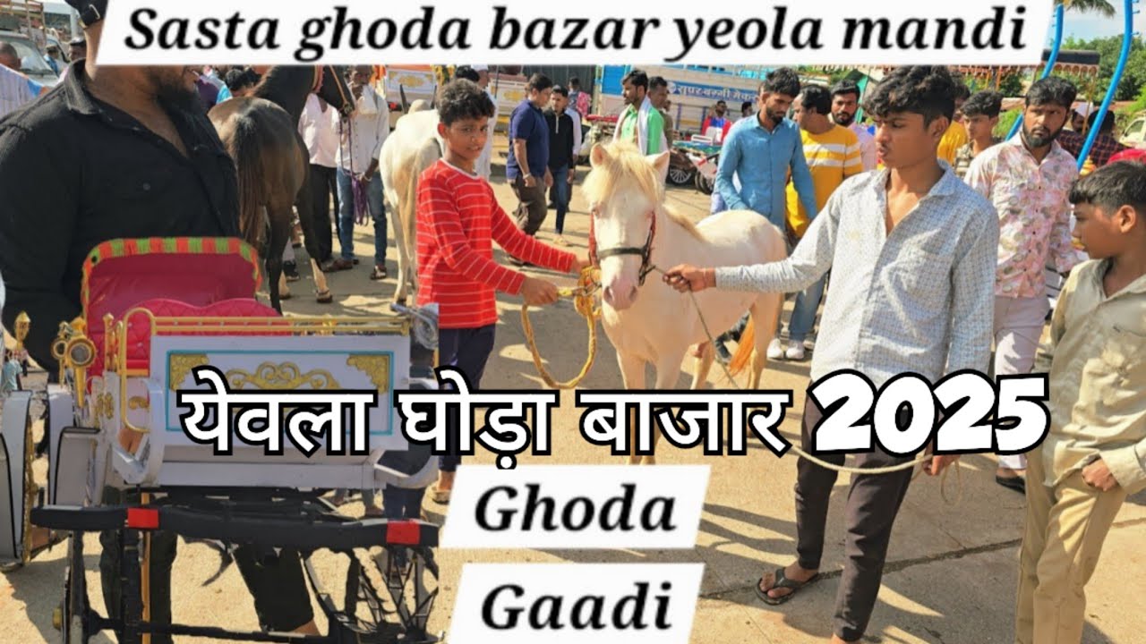 Sabse saste ghode aur pure nukre tattu ghode | ghoda baggi wale mujeeb bhai | baby horse in yeola