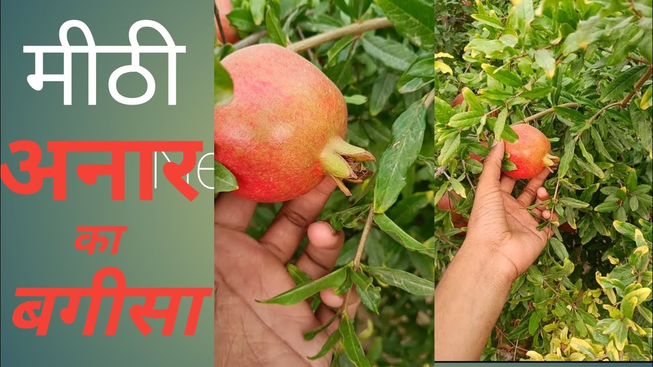 राजस्थानी अनार का बगीसा मीठी पाकी अनार देखिए पूरा वीडियो#trending#newमारवाड़ीब्लॉग#vlogger 
