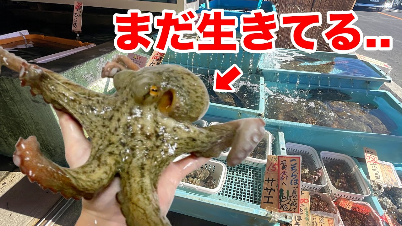 鮮魚店で売れ残っていた食用のタコを飼育してみたらヤバかった...！！