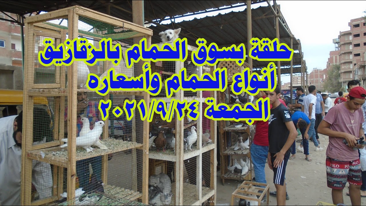 حلقة بسوق الحمام بالزقازيق. تعرف على أنواع الحمام وأسعاره