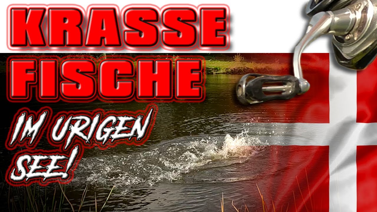 KRASSE Fische in DÄNEMARK! Forellenangeln mit FANGENSWERT am urigen Forellenteich!